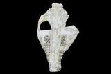 Oreodont (Merycoidodon) Partial Skull - Wyoming #95061-2